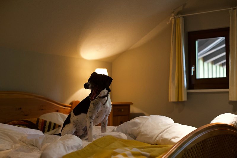 Scesa Family · Doppelbett unter der Dachschräge, Hund auf dem Bett