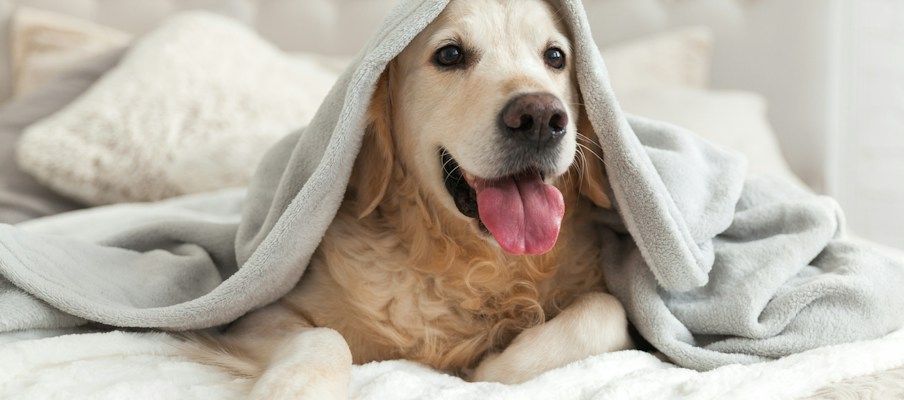 Ein golden retriever liegt auf einem Bett, mit einer grauen Decke bedeckt, mit herausgestreckter Zunge und fröhlichem Ausd...