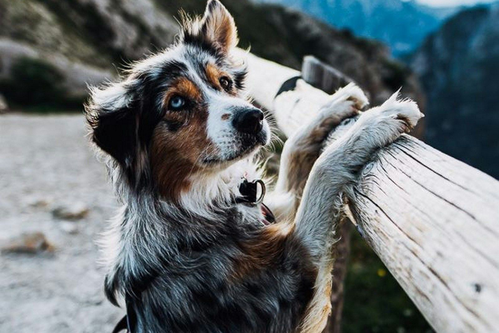Ein Hund mit einem blauen Merle-Fell lehnt an einem Holzzaun und schaut auf die Berglandschaft.